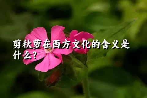 剪秋萝在西方文化的含义是什么？