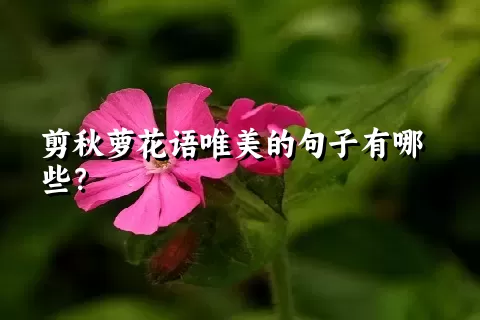 剪秋萝花语唯美的句子有哪些？