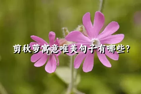 剪秋萝寓意唯美句子有哪些？