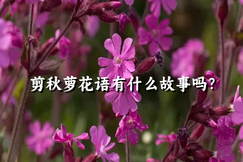 剪秋萝花语有什么故事吗？