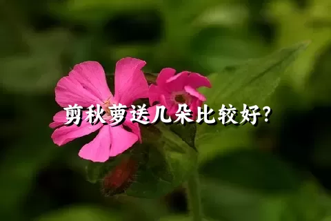 剪秋萝送几朵比较好？