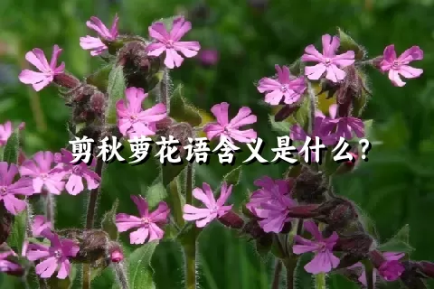 剪秋萝花语含义是什么？