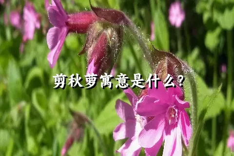 剪秋萝寓意是什么？