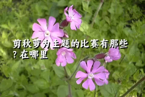 剪秋萝为主题的比赛有那些？在哪里