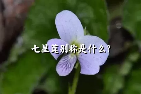 七星莲别称是什么？