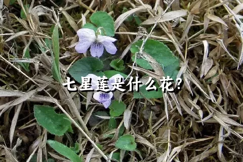 七星莲是什么花？