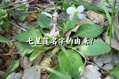 七星莲名字的由来？