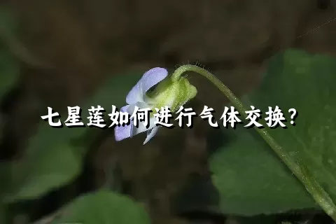 七星莲如何进行气体交换？