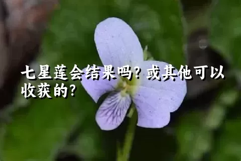 七星莲会结果吗？或其他可以收获的？