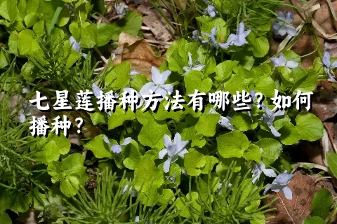 七星莲播种方法有哪些？如何播种？