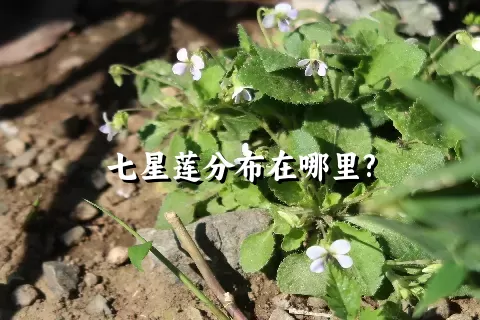 七星莲分布在哪里?