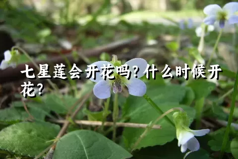 七星莲会开花吗？什么时候开花？