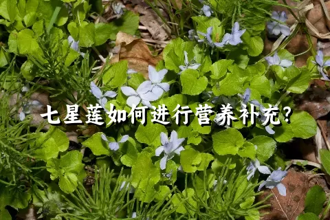 七星莲如何进行营养补充？