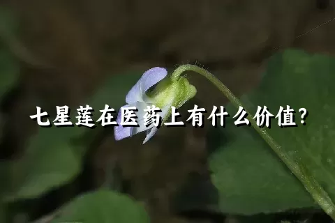 七星莲在医药上有什么价值？