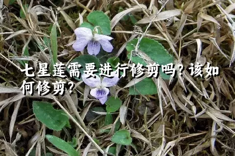 七星莲需要进行修剪吗？该如何修剪？