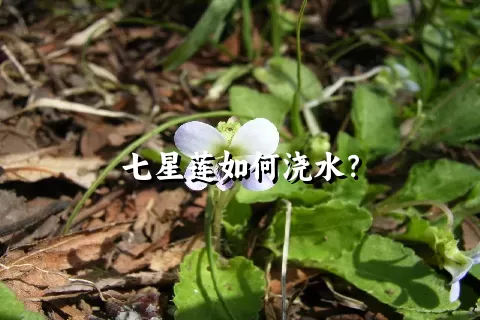 七星莲如何浇水？