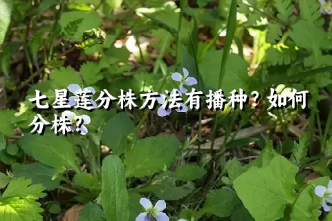 七星莲分株方法有播种？如何分株？