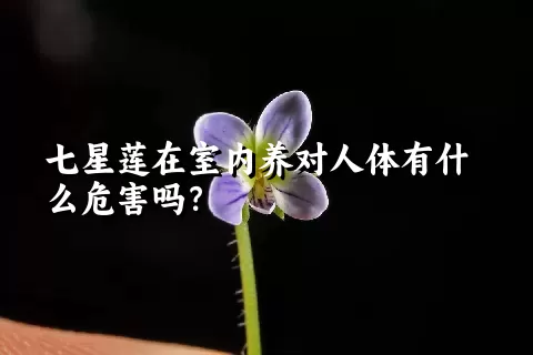 七星莲在室内养对人体有什么危害吗？