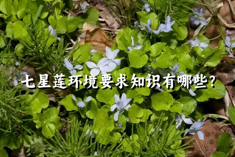 七星莲环境要求知识有哪些？