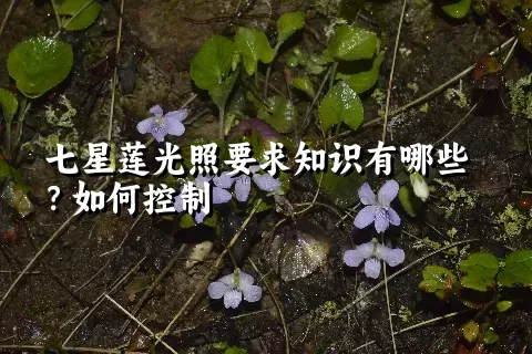 七星莲光照要求知识有哪些？如何控制