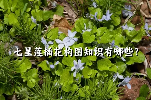 七星莲插花构图知识有哪些？