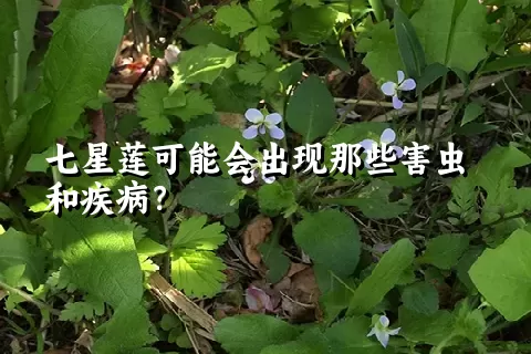 七星莲可能会出现那些害虫和疾病？