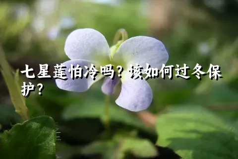 七星莲怕冷吗？该如何过冬保护？