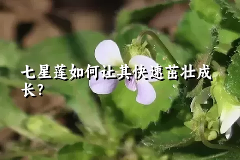 七星莲如何让其快速茁壮成长？