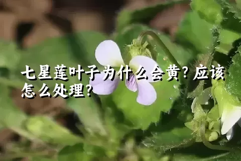 七星莲叶子为什么会黄？应该怎么处理？