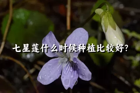 七星莲什么时候种植比较好？