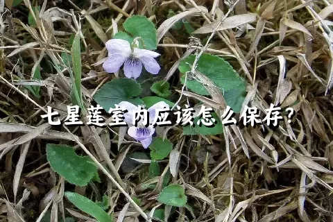 七星莲室内应该怎么保存？