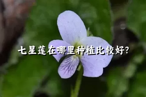 七星莲在哪里种植比较好？