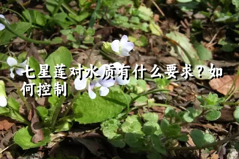 七星莲对水质有什么要求？如何控制