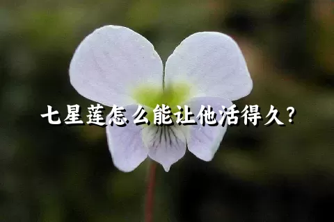 七星莲怎么能让他活得久？