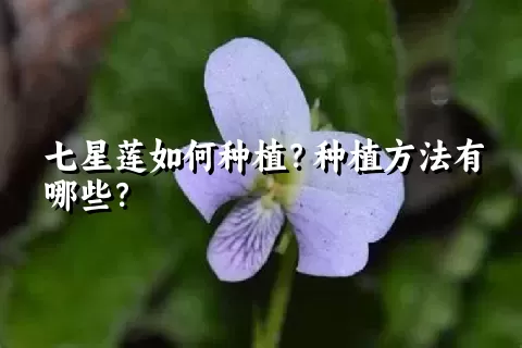 七星莲如何种植？种植方法有哪些？