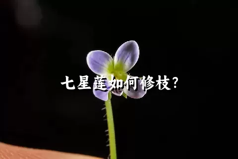 七星莲如何修枝？