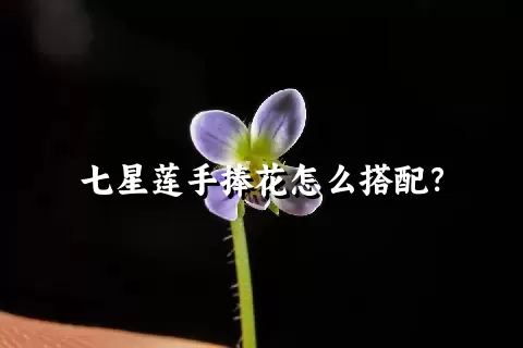 七星莲手捧花怎么搭配？