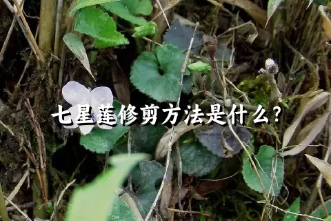 七星莲修剪方法是什么？