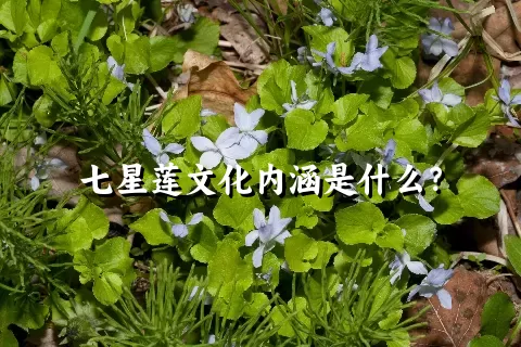 七星莲文化内涵是什么？