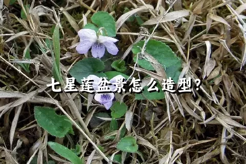 七星莲盆景怎么造型？