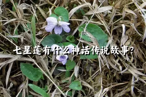 七星莲有什么神话传说故事？