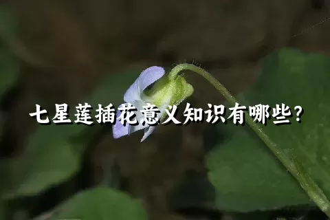 七星莲插花意义知识有哪些？