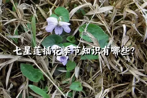 七星莲插花季节知识有哪些？