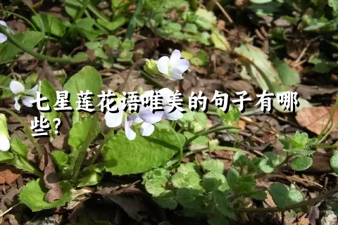 七星莲花语唯美的句子有哪些？