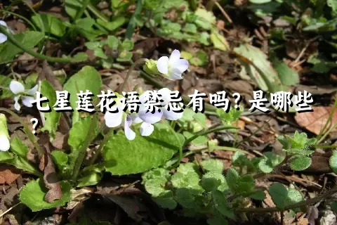 七星莲花语禁忌有吗？是哪些？