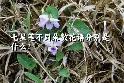 七星莲不同朵数花语分别是什么？