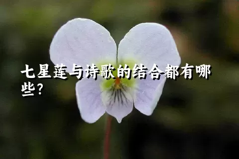 七星莲与诗歌的结合都有哪些？