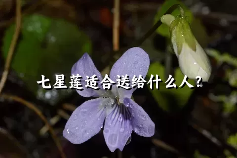 七星莲适合送给什么人？