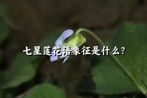 七星莲花语象征是什么？