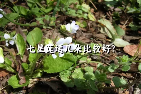 七星莲送几朵比较好？